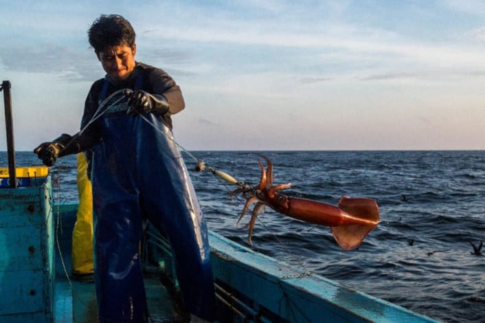 Fisherman in Peru reels in jumbo squid