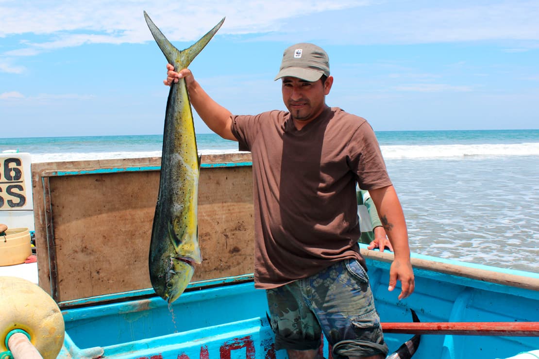 An artisanal fisherman holds up a Mahi Mahi fish, Ecuador