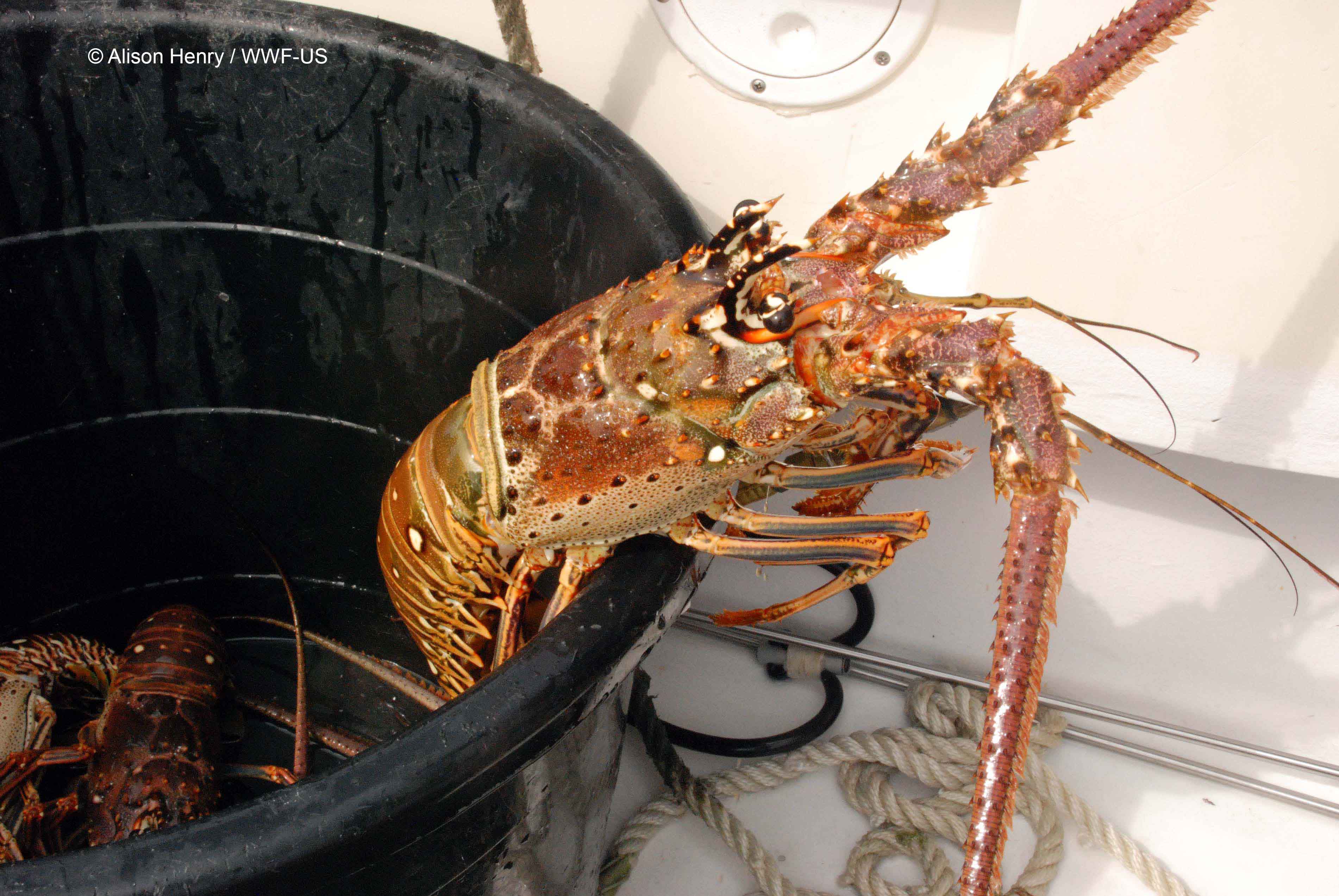 bahamas_lobster_blog_image1