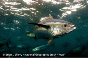 yellowfin skerry