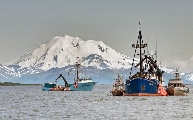 Bristol Bay drift gillnet fishermen unload their catch to a larger tender boat, which brings the fish to the processing plant.