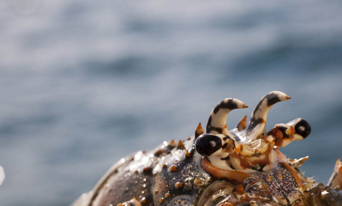 Warm-water lobster from places like the Bahamas are exported to many US retailers and restaurants.