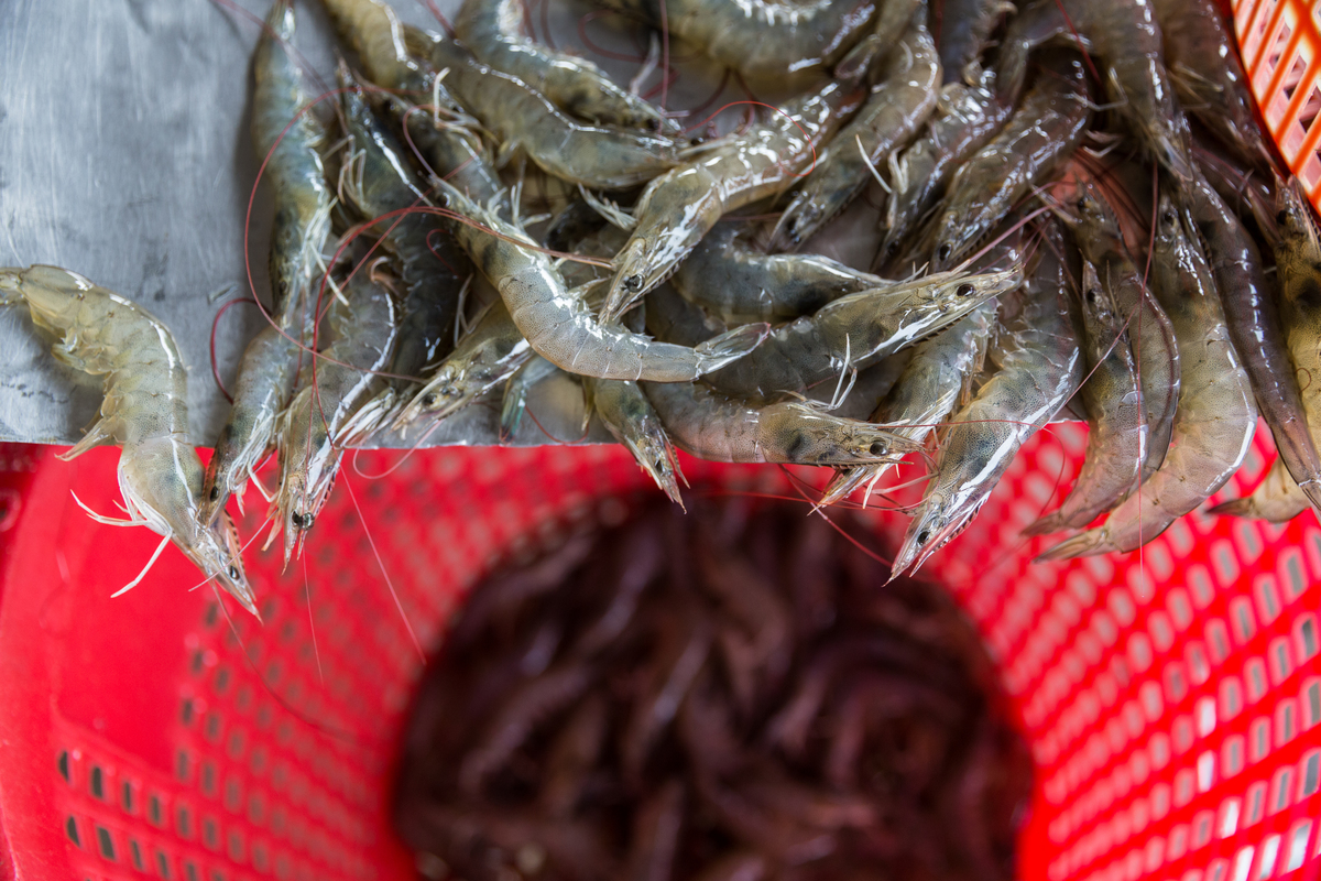 More Responsibly Farmed Shrimp Could Be Coming Soon To U S Consumers Wwf Seafood Sustainability