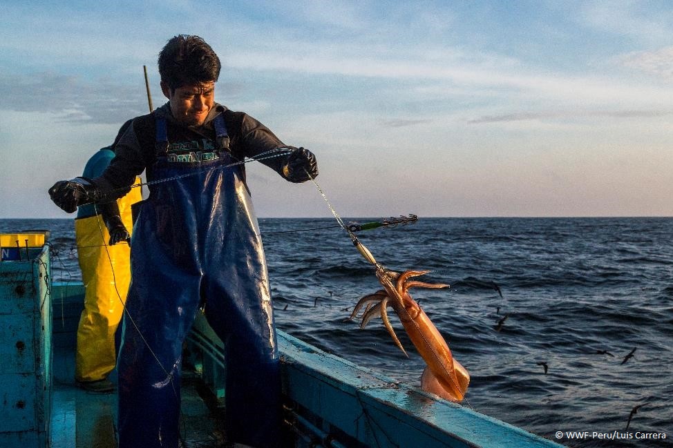 Peruvian Government Cracks Down on Illegal Fishing - WWF Seafood