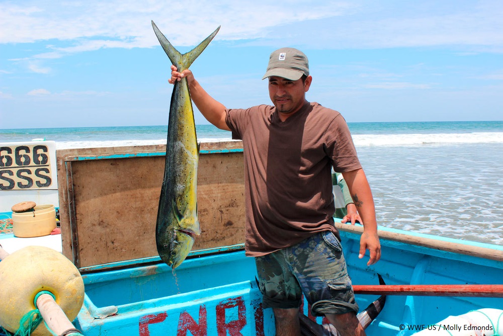 Circle hooks: Developing better fishing practices in the artisanal longline  fisheries of the Eastern Pacific Ocean