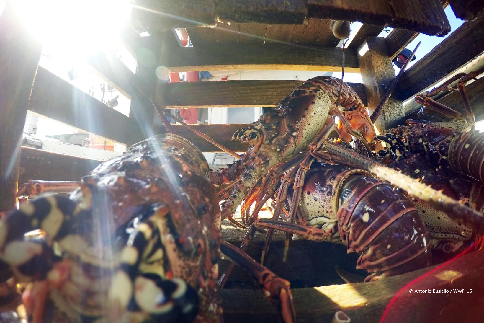 Red Lobster Partners with WWF to Support Spiny Lobster - WWF Seafood  Sustainability