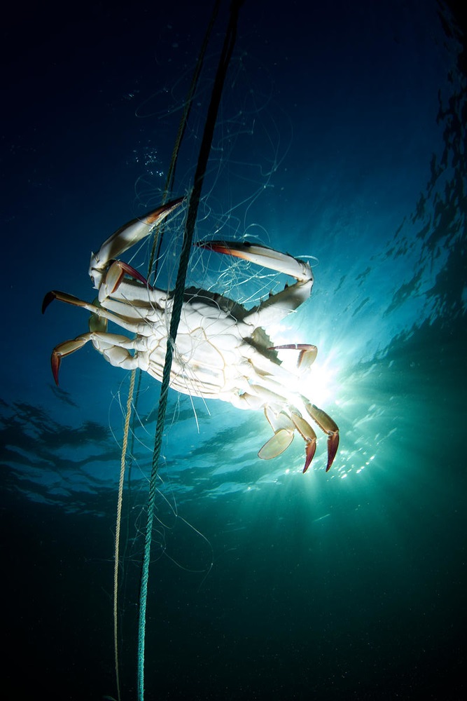 Fisheries - WWF Seafood Sustainability