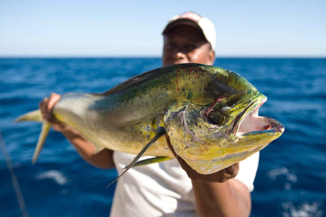A fisherman showing a Mahi-Mahi (Coryphaena hippurus) he just fished off the coast of Honduras