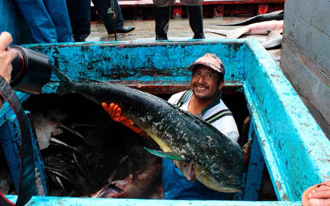 The mahi mahi fishery is a significant piece of Ecuador's economy and means jobs for more than 8; 000 fishers. Keeping fish stocks healthy is key to their way of life.