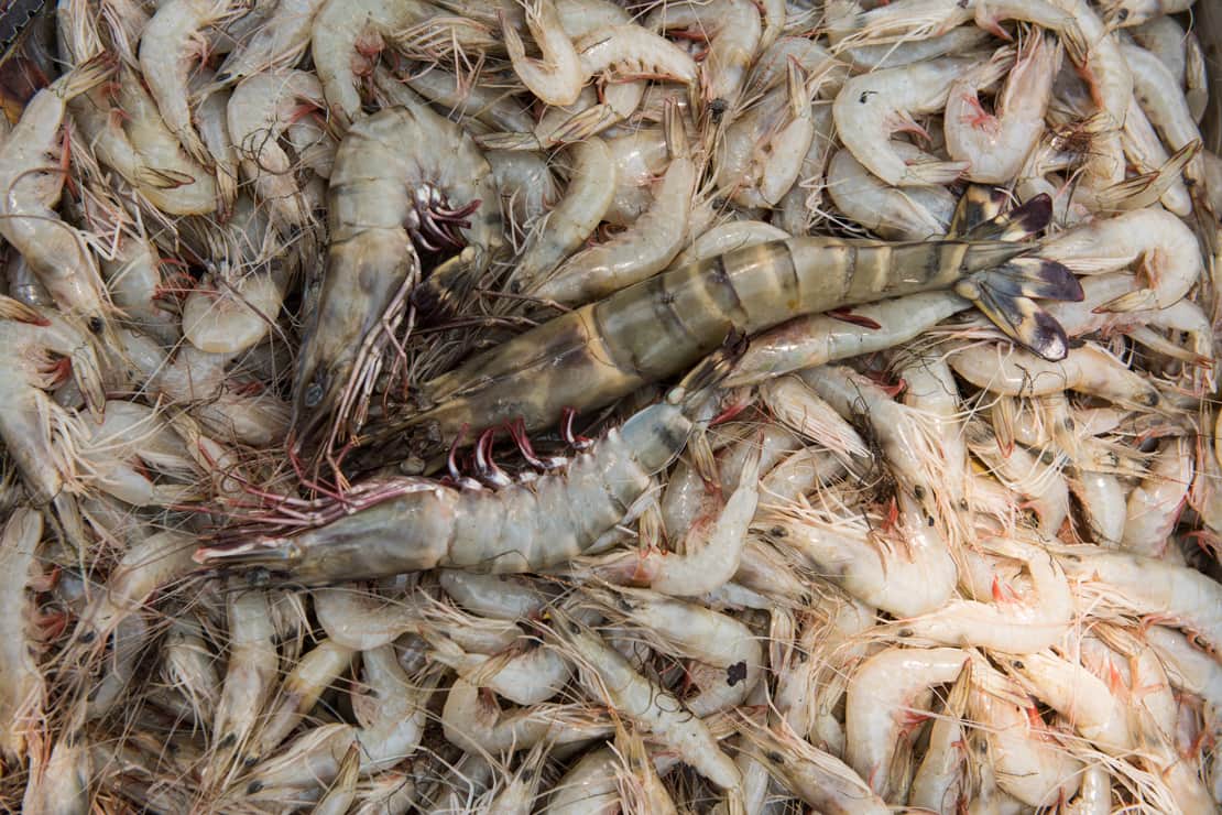 Close up of shrimp catch in Ankazomborona, Ambaro Bay, Ambilobe, Madagascar.