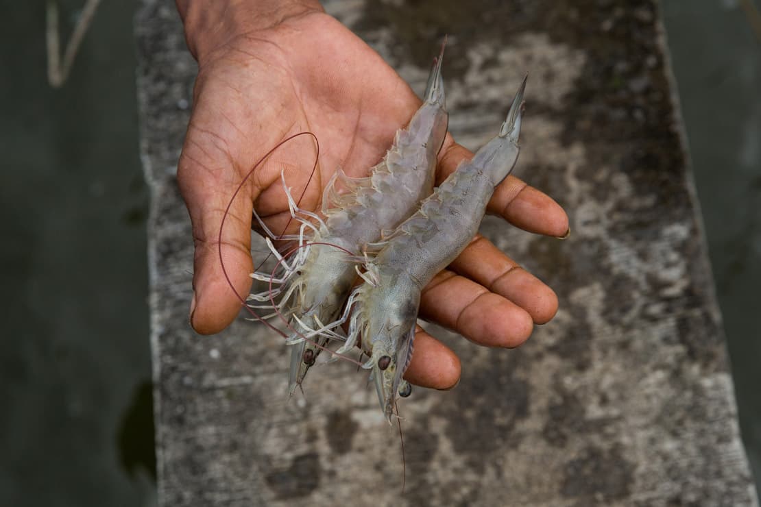 A shrimp farmer checks shrimps from a pond, Sriwichai shrimp farm, Lilet sub-district, Thailand