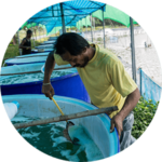 Shrimp farmer scoops from a holding bin for shrimp larvae before transferring them to a pond