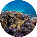 A starfish on a coral head off the coast of the Utria National Park in Colombia