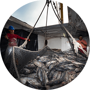 Fisheries - WWF Seafood Sustainability