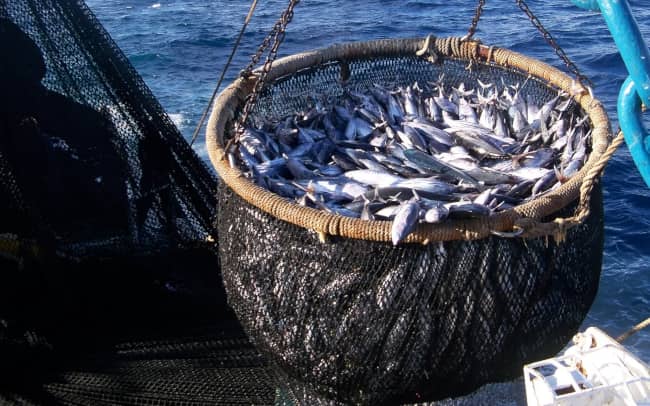 Eastern Pacific Ocean Tuna - TUNACONS - WWF Seafood Sustainability