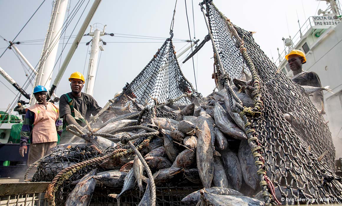 Innovation and Adaptation Will be Key for the Tuna Industry to
