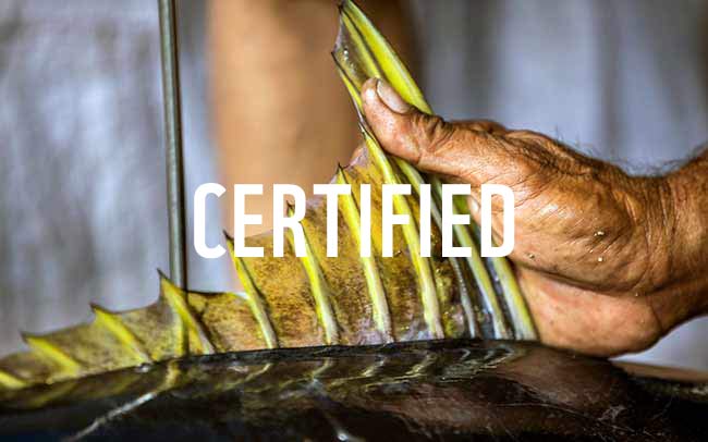 Yellowfin - International Seafood Sustainability Foundation