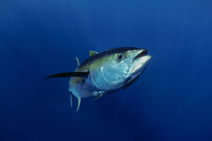 Walmart's Great Value Tuna Reaches its Sustainability Target - WWF