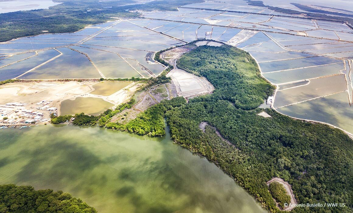 shrimp farming mangroves