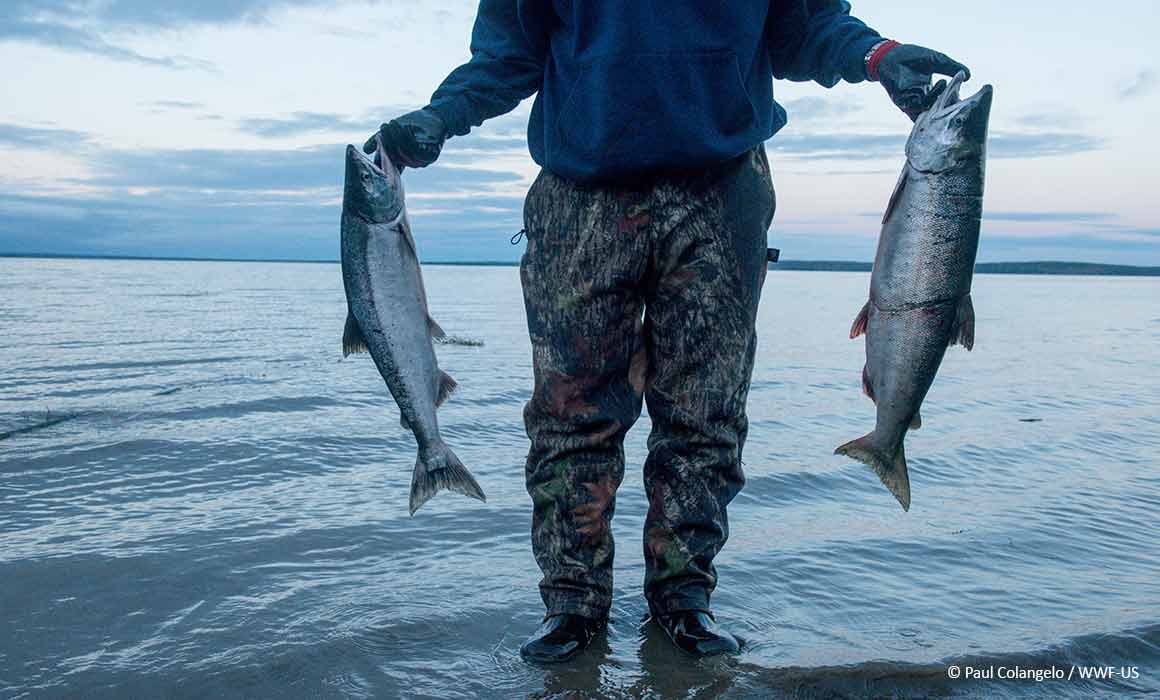 Pebble Mine Update  Cool fish, Salmon fishing, Sockeye salmon